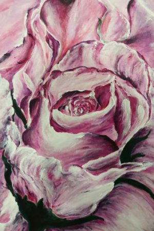 roze harmonija